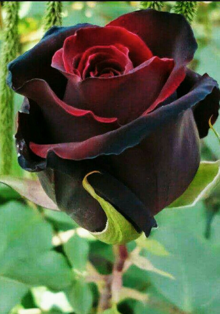 Black Rose
