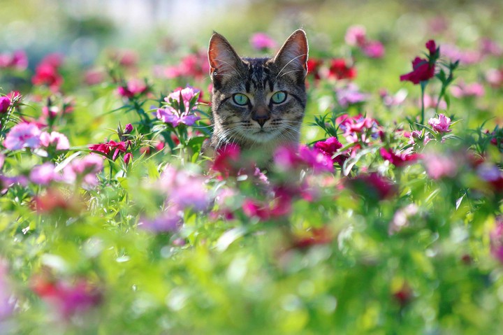 ❀^^❀