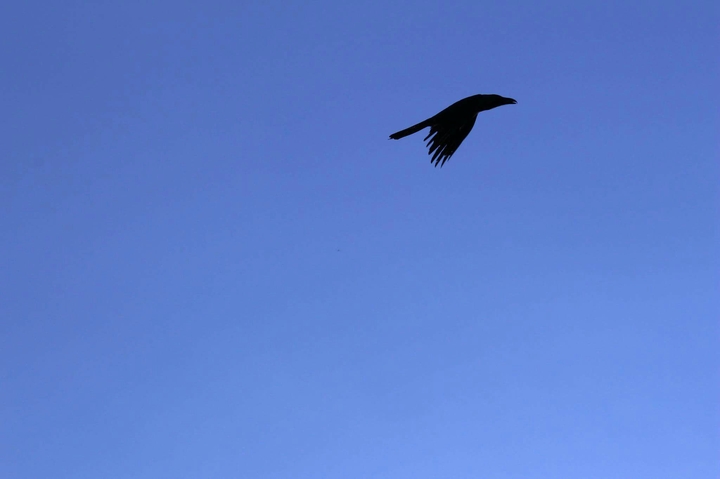 Always Fly High