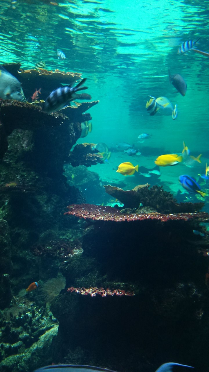 Nausicaa France