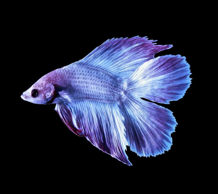 LG Fish