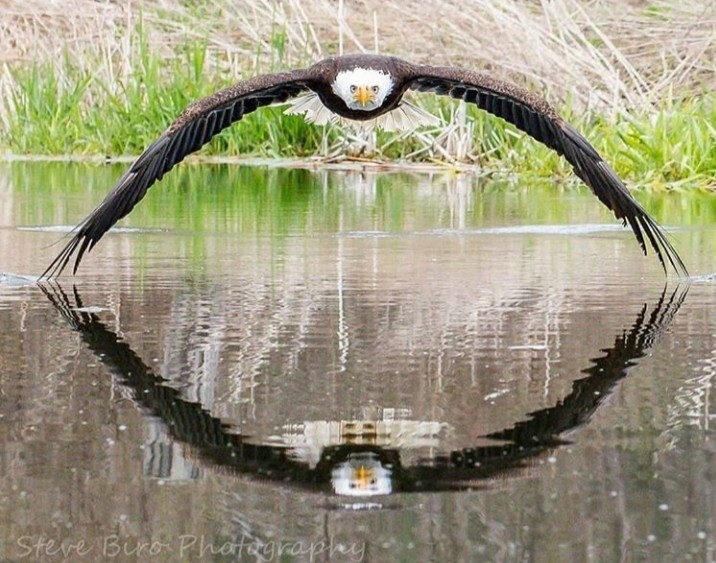 The Eagle