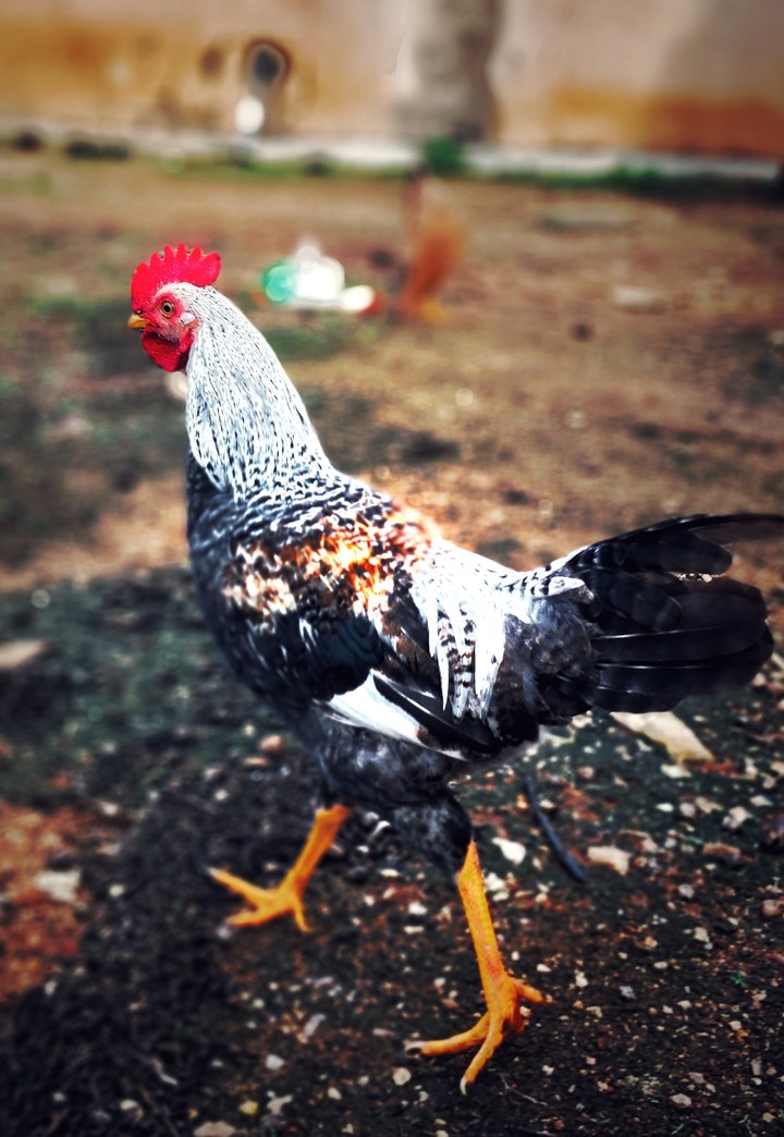 cock