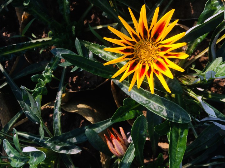 sun&flowerbutnotsunflower