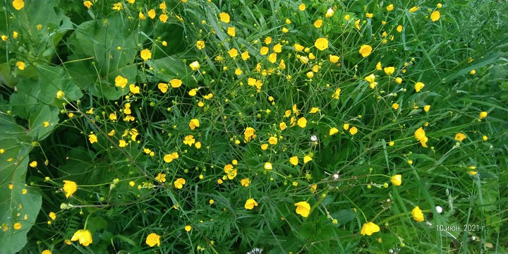Green, yellow flowers