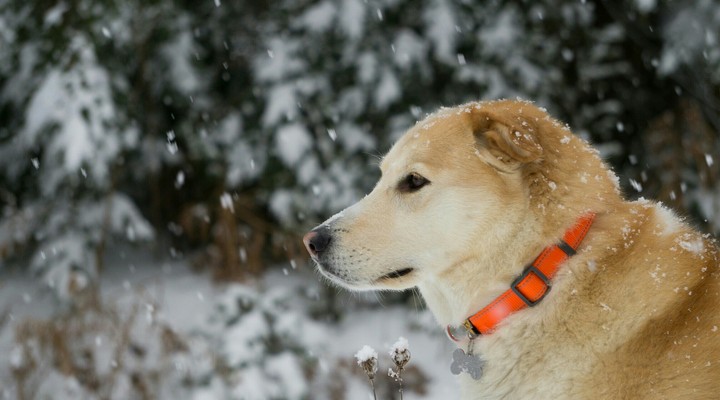 Dog