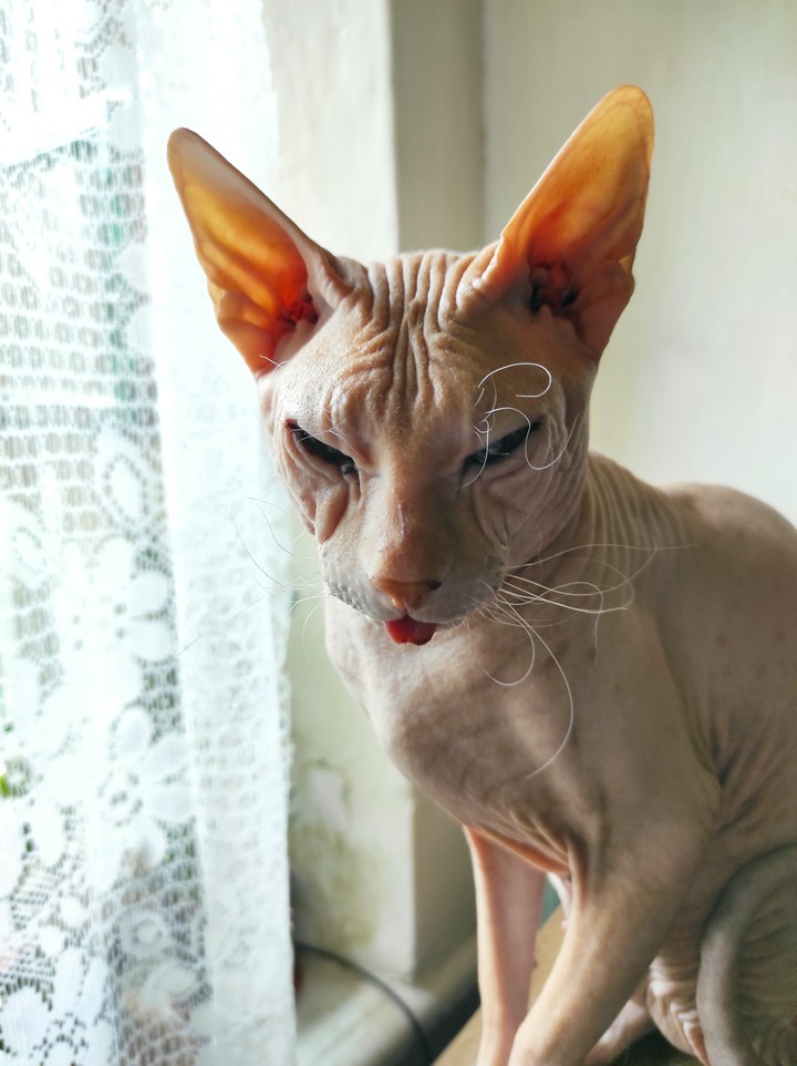 cat