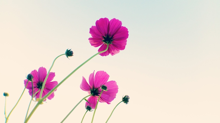 Blumen
