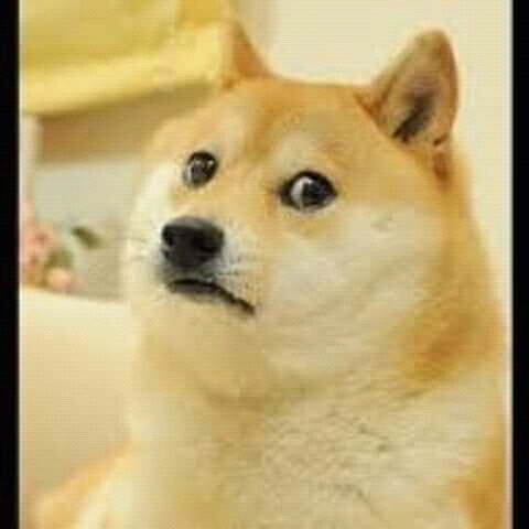 sad doge