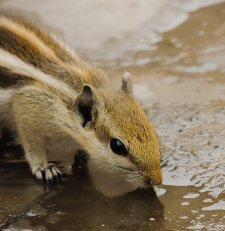 The Little Squirrel