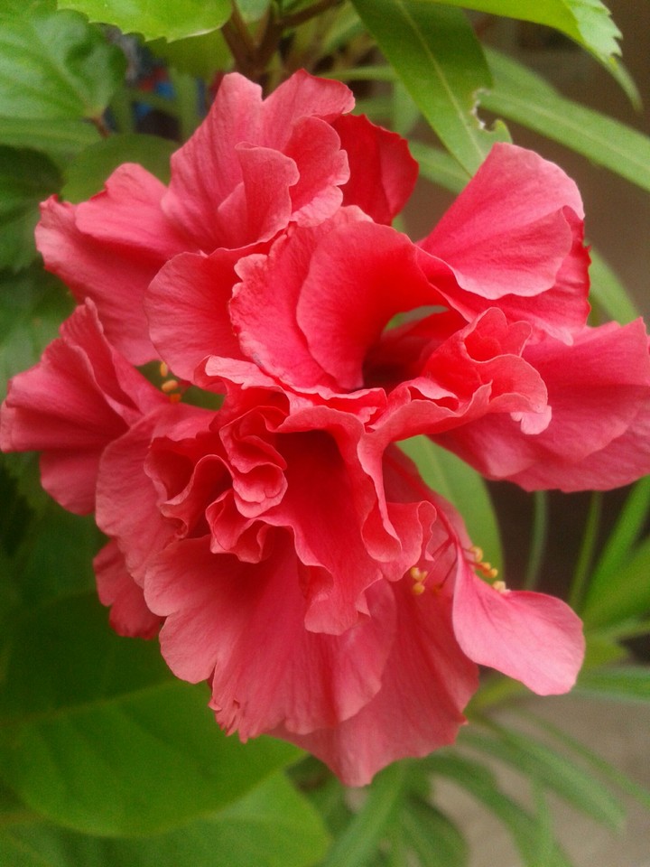 flower