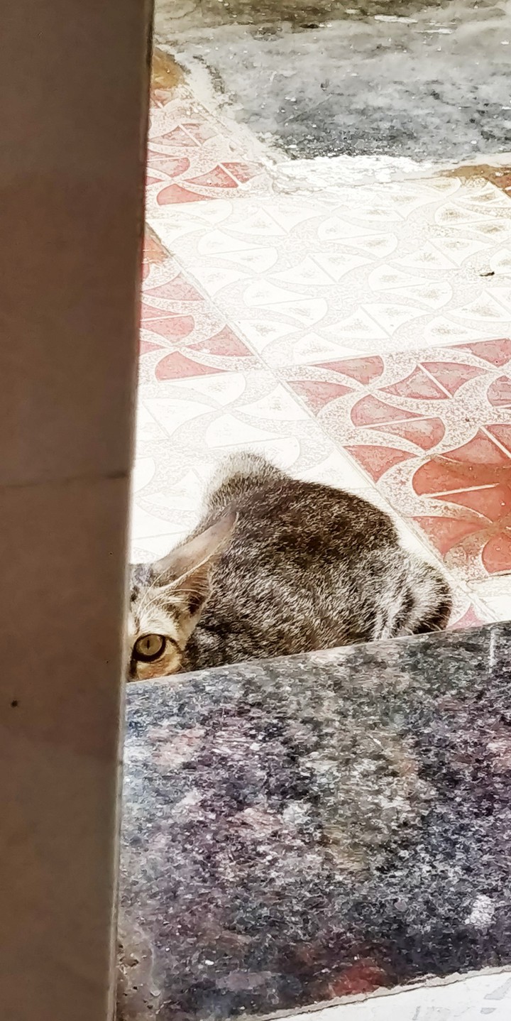 Lurking Cat