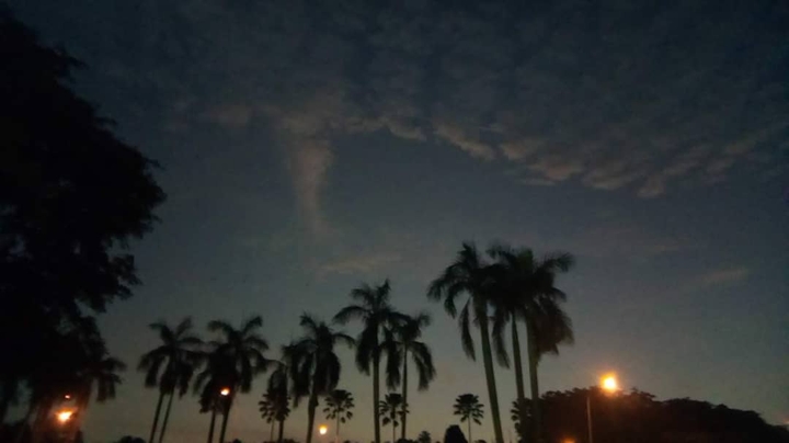 palm tree