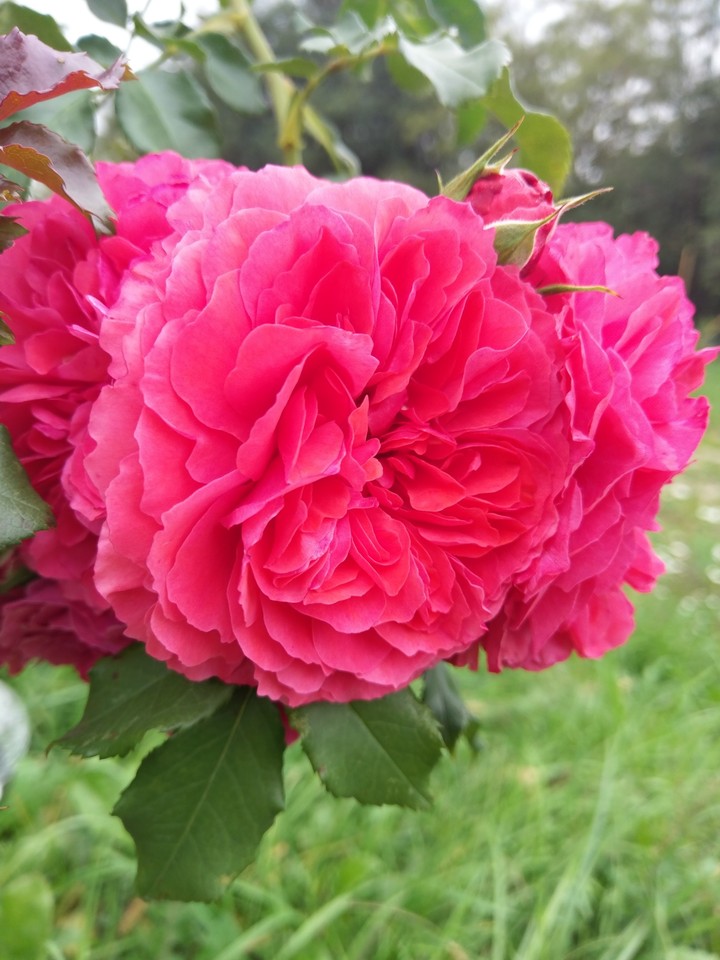 A beautiful Rose ^^