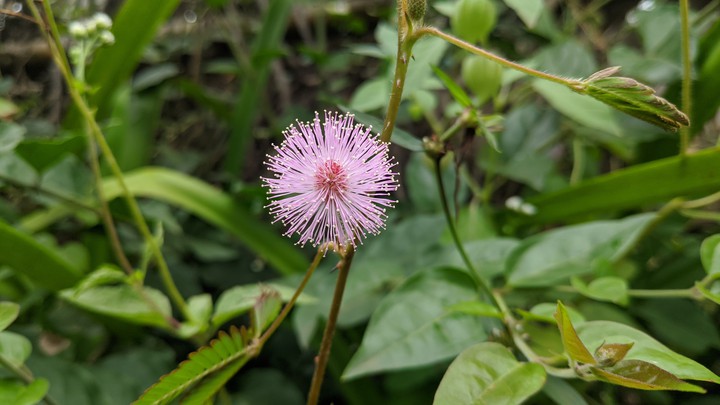 Pinku