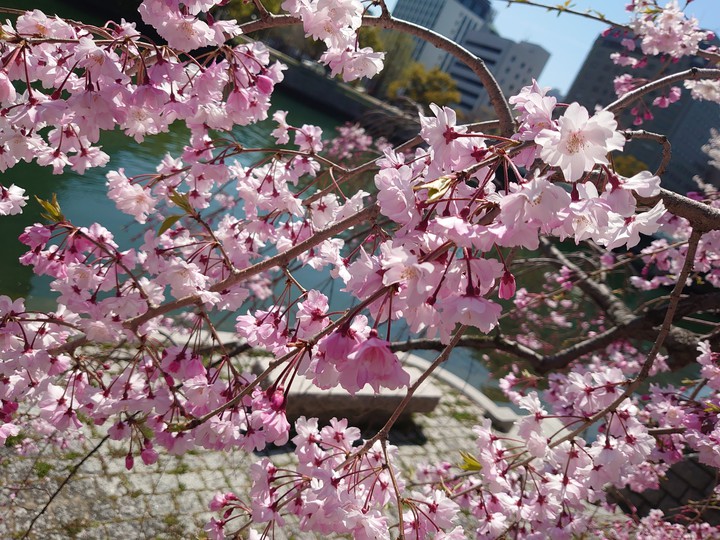 枝垂れ桜