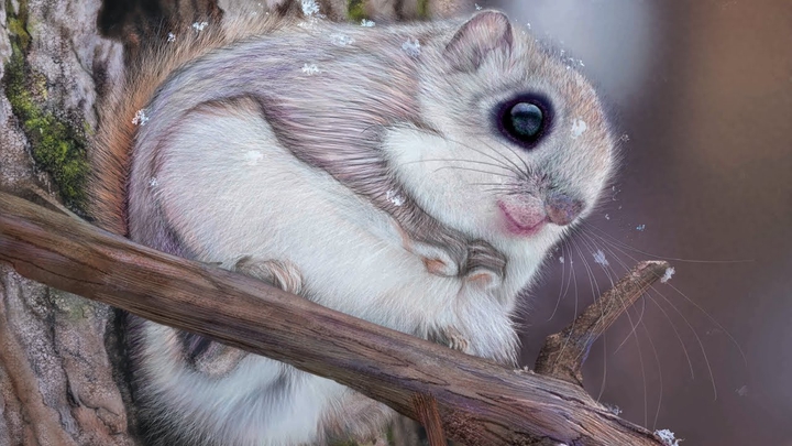 Japanese flying squirrel