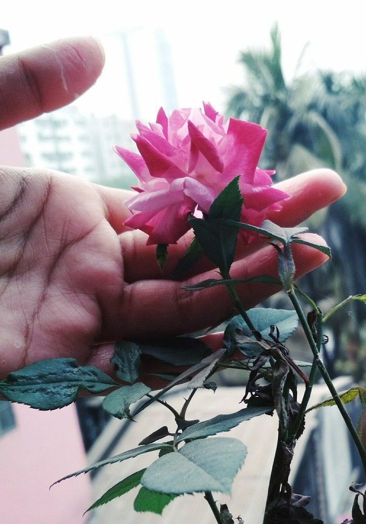 Rose...