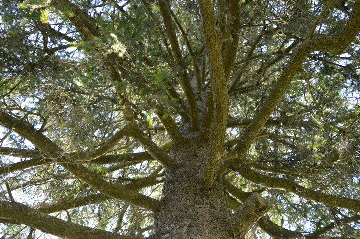 tree