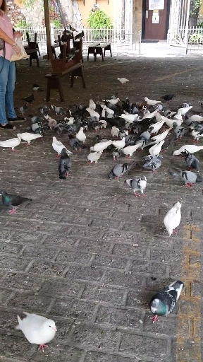dove