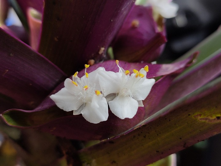 Tradescantia