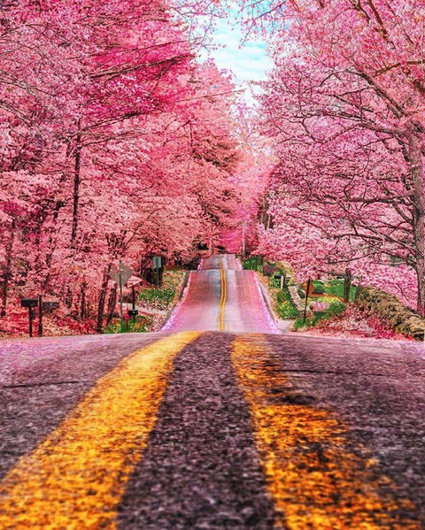 Road _ Nature