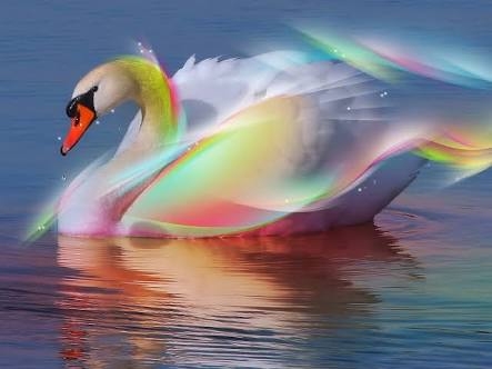 duck