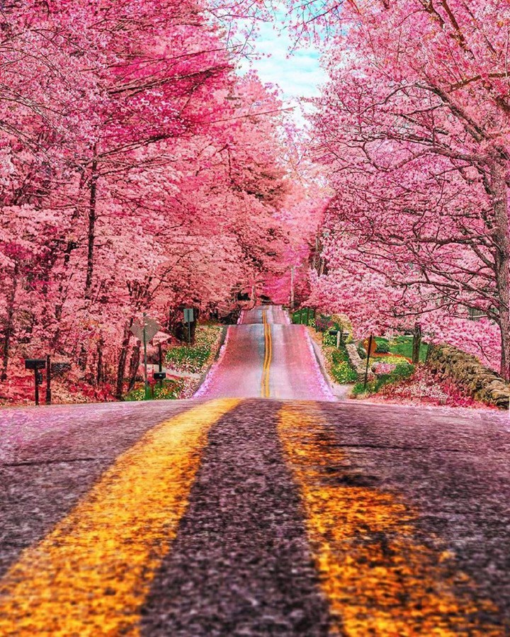Road _ Nature