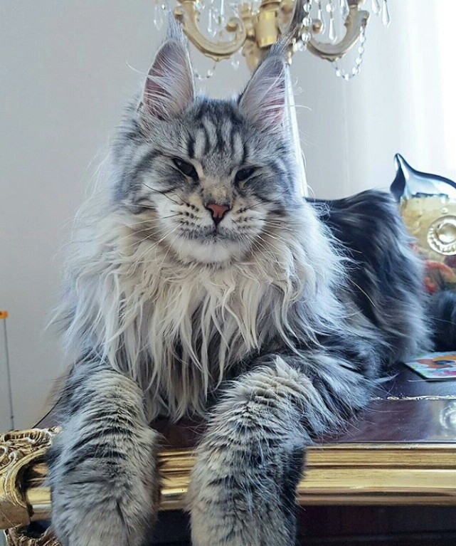 #socute