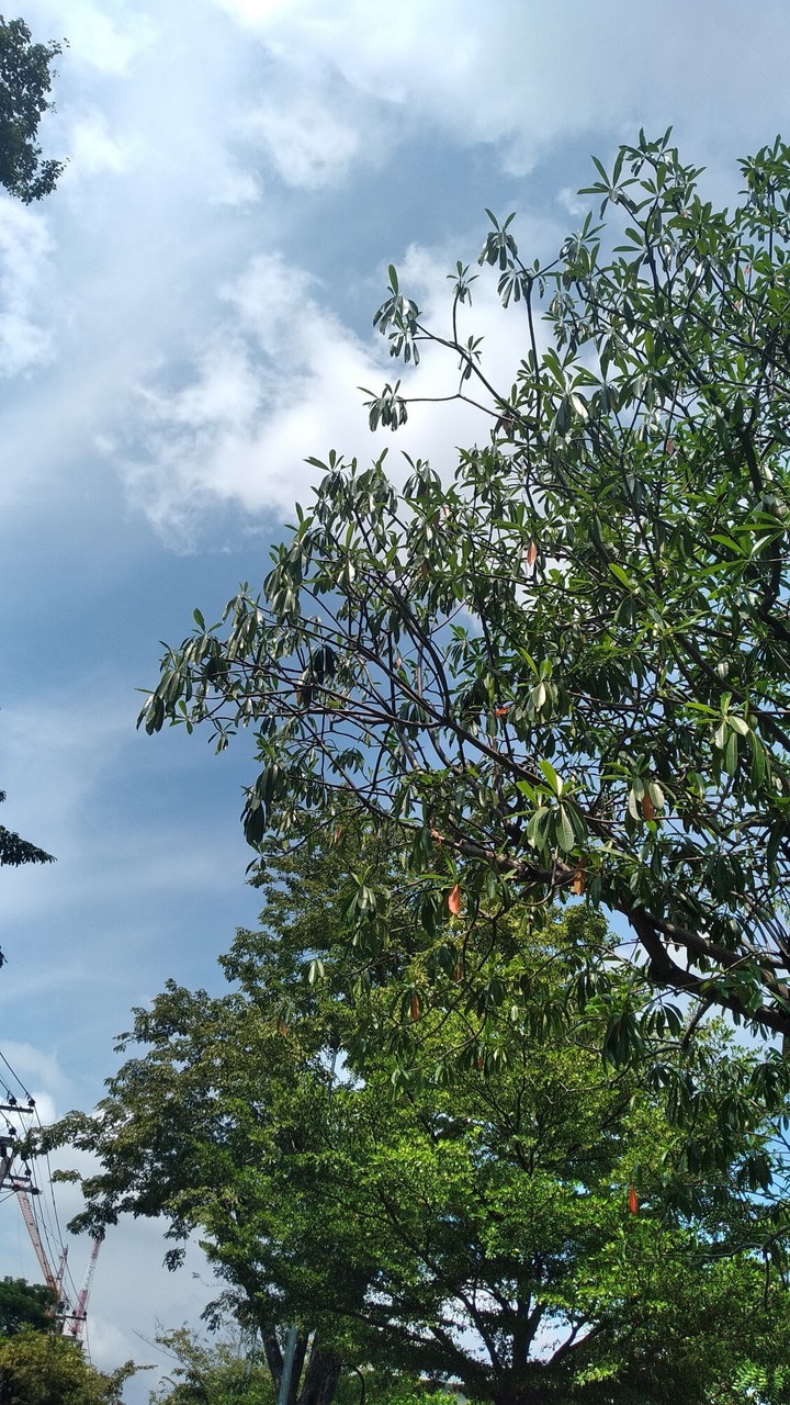 tree