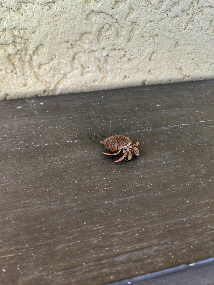 soldier crab