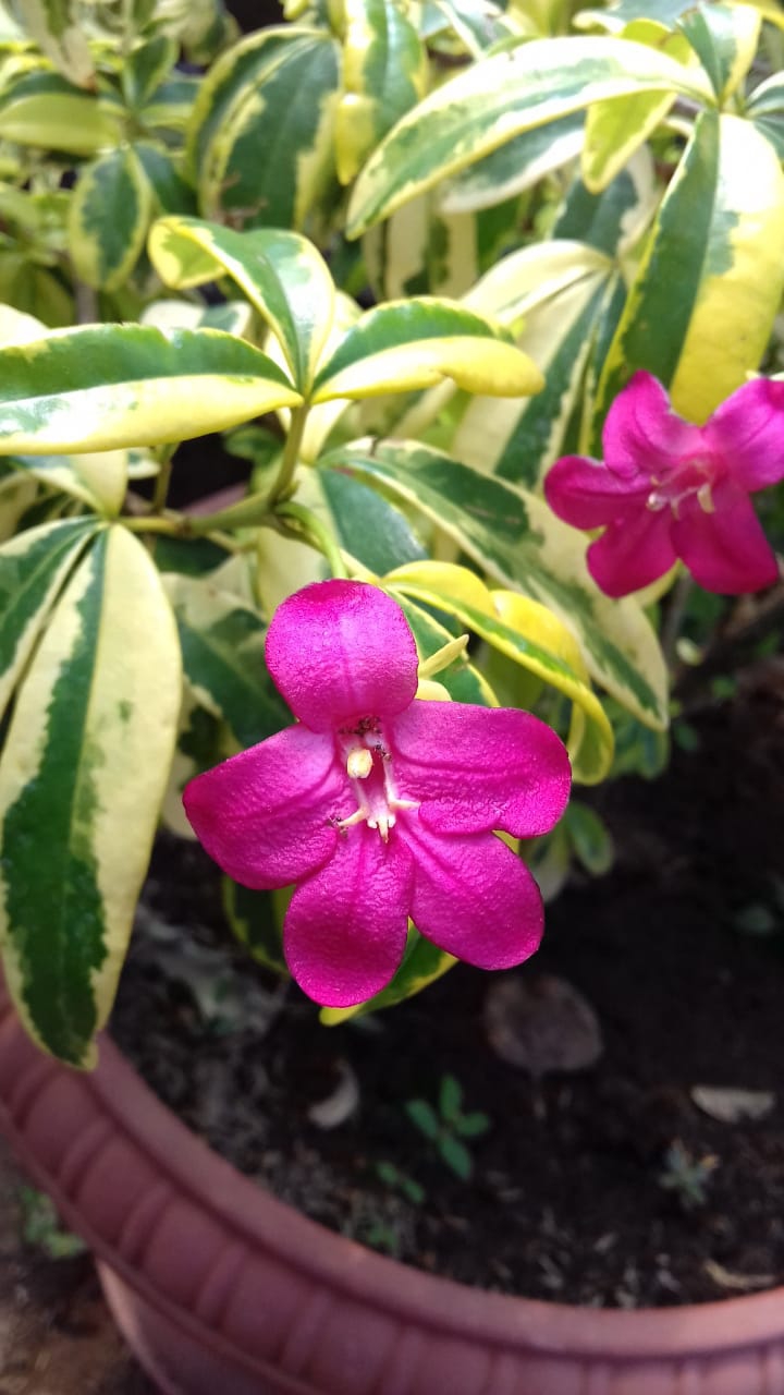 pink flower