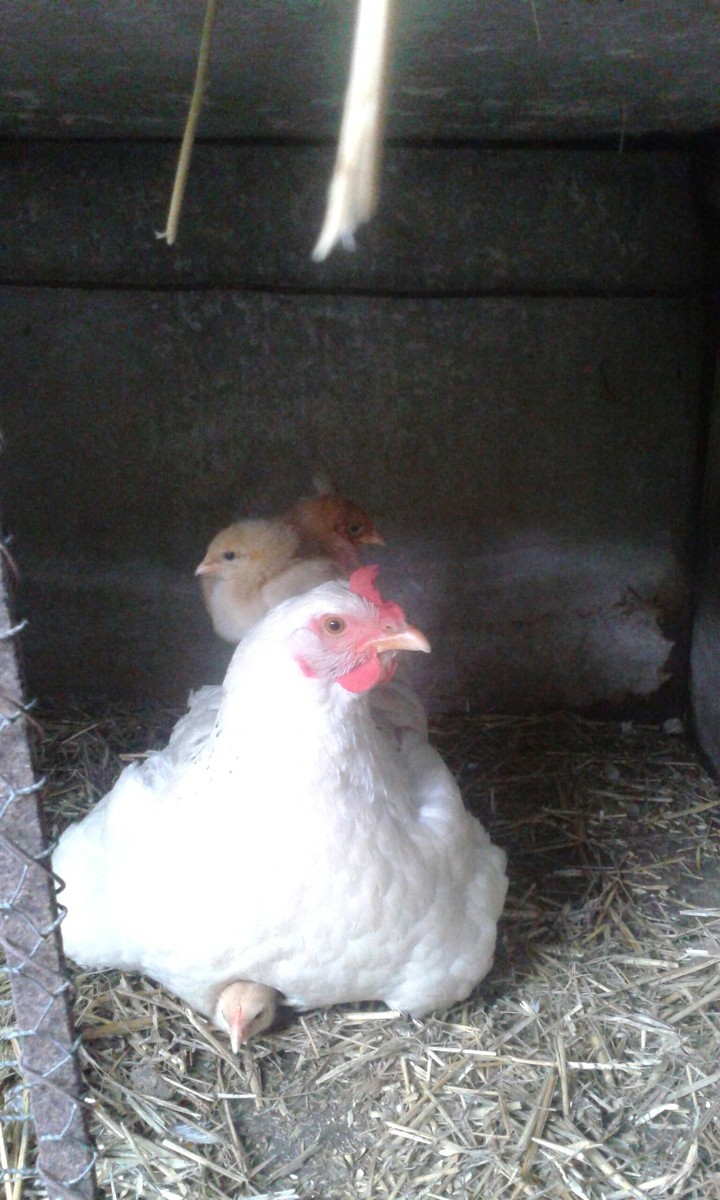 maman poule