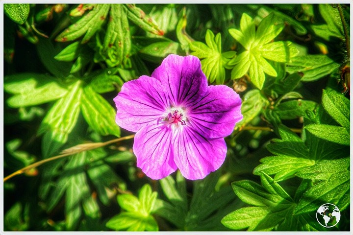 Pink color