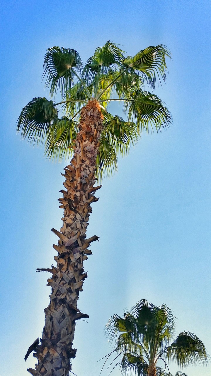 Palmiye in Alanya