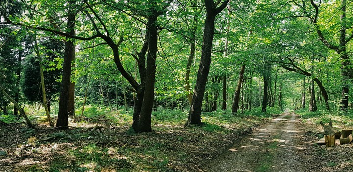 Forêt en Normandie
