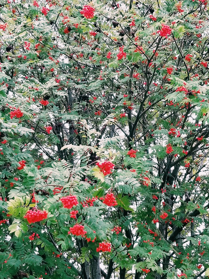 berrys