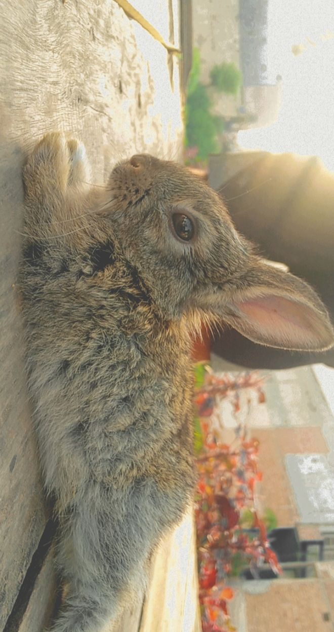 rabbit