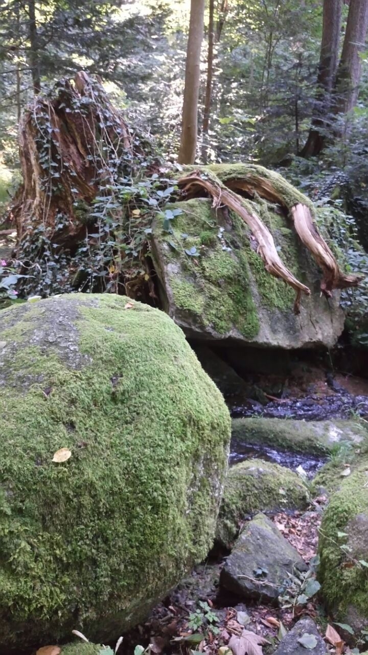 Naturbild