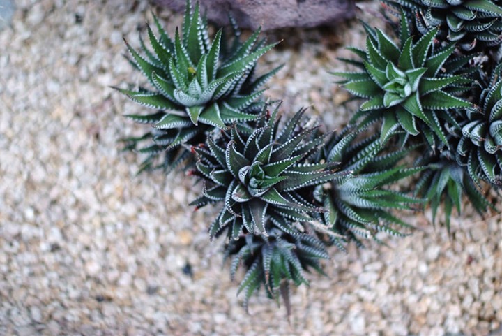 Cactus