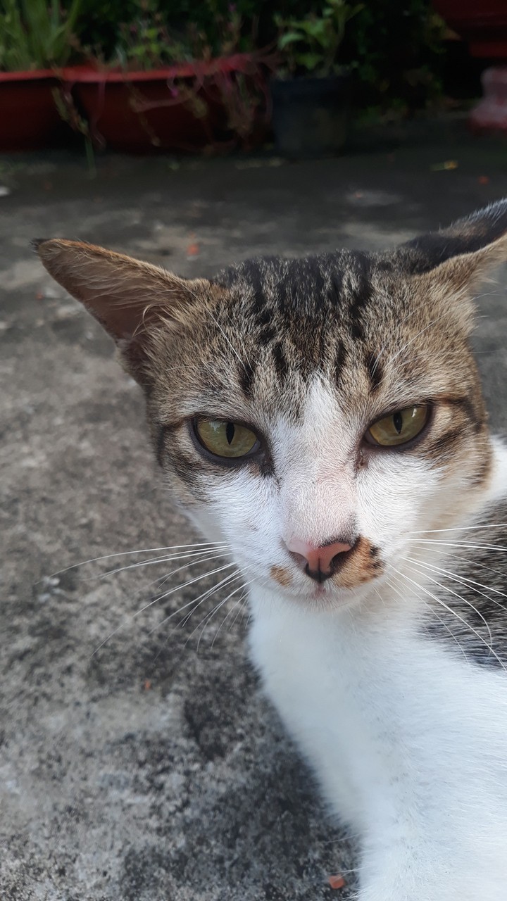 meomeo