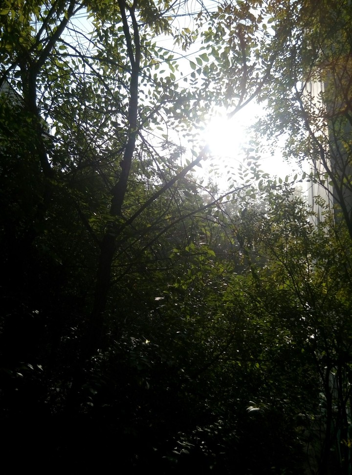 woodland