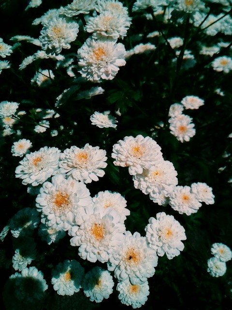 My flower
