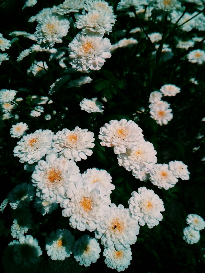 My flower