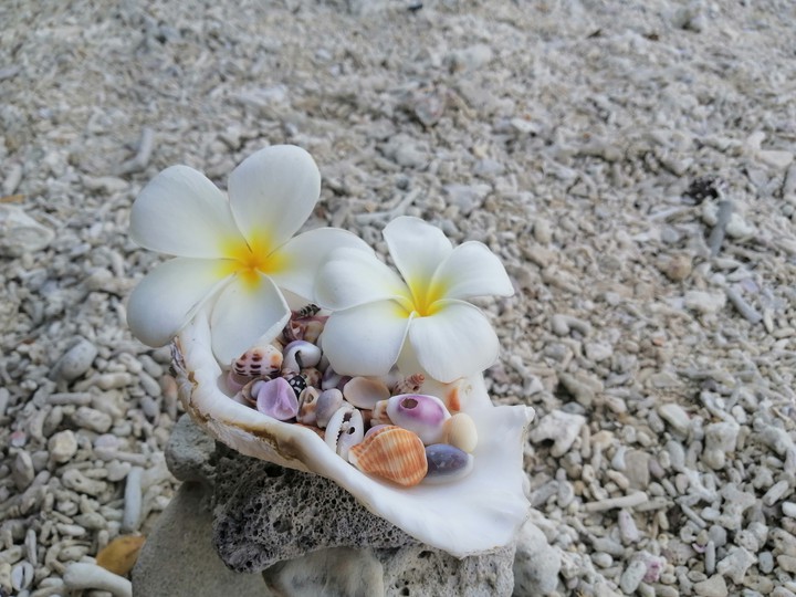 SEASHELLS