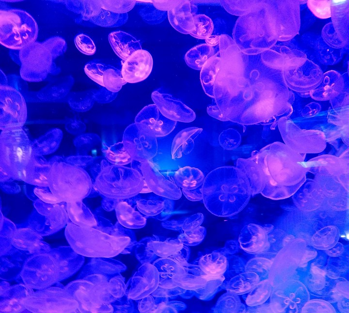 jellyfish