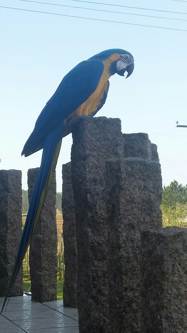 arara azul