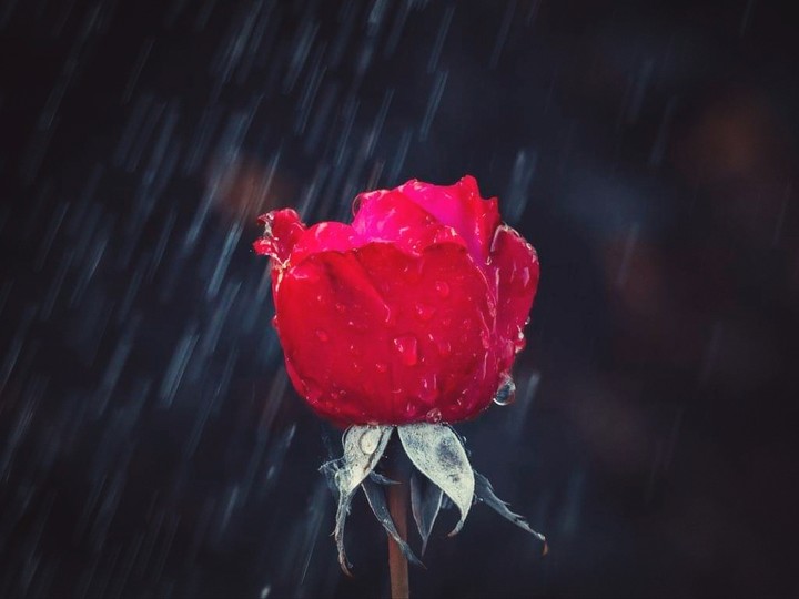 Rose