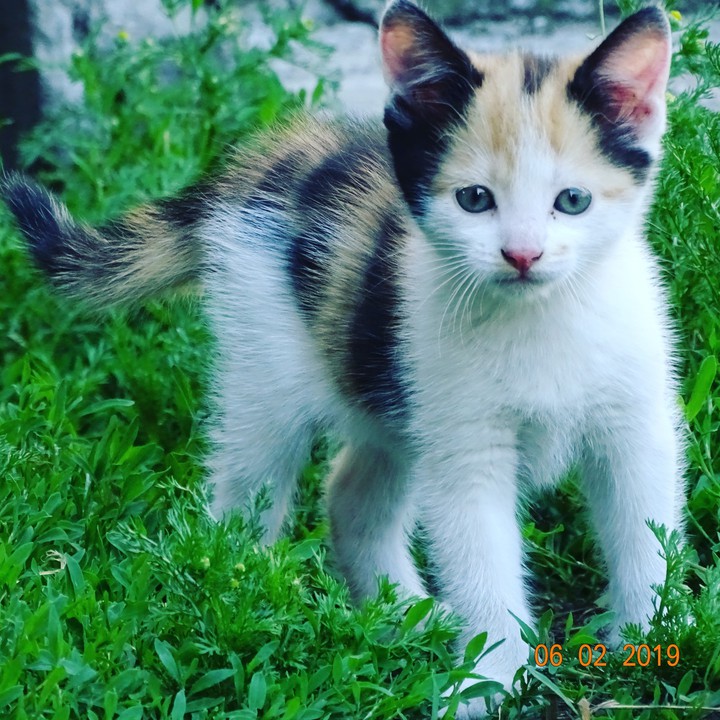 LUSIA