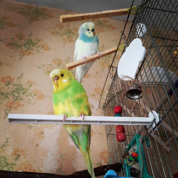 Fluffy and cute